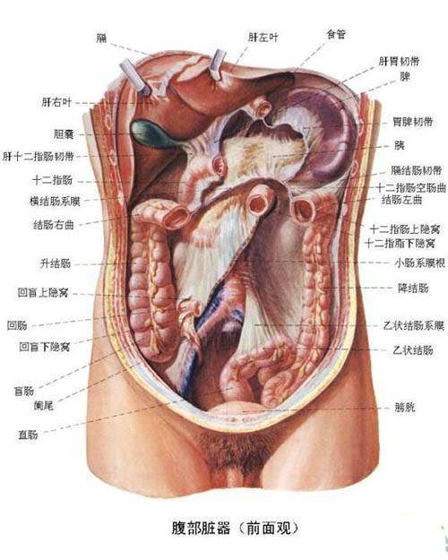 人体解剖图五脏六腑高清图片，解剖女子图片曝光